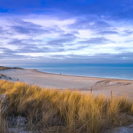 Bosruiter - Texel *