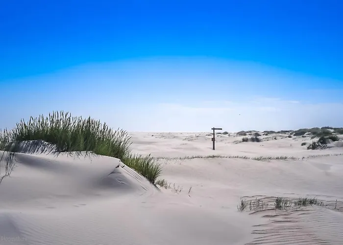 Bosruiter - Texel 度假居