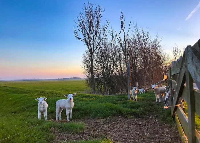 Bosruiter - Texel 度假居